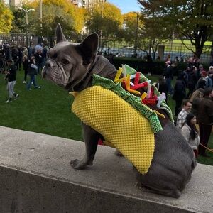 dog halloween costume taco mexican